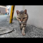 ナデナデのおかわりを要求してくる3本足の甘えん坊猫ちゃんが可愛すぎる(YouTube)