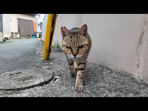 ナデナデのおかわりを要求してくる3本足の甘えん坊猫ちゃんが可愛すぎる(YouTube)