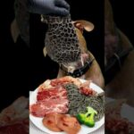 閲覧注意!!物凄い勢いで肉に喰らいつくピットブル(YouTube)