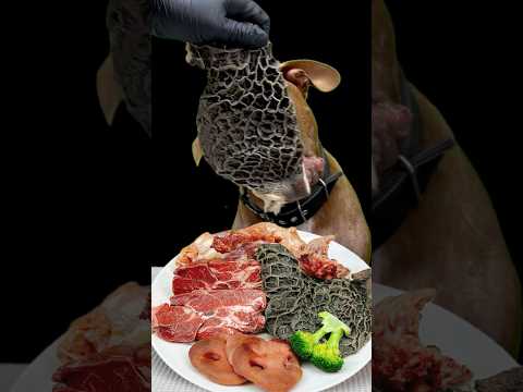 閲覧注意!!物凄い勢いで肉に喰らいつくピットブル(YouTube)