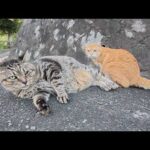 太ったキジトラ猫と茶トラ猫のカップルが塀から降りてきて寝転がる(YouTube)