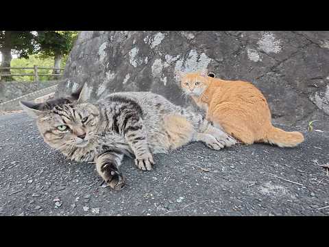 太ったキジトラ猫と茶トラ猫のカップルが塀から降りてきて寝転がる(YouTube)