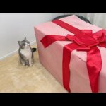 朝起きたら誕生日プレゼントが置いてあったときの猫の反応が可愛すぎたw(YouTube)