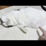 猫をダメにするホットカーペットでダメになる猫(YouTube)