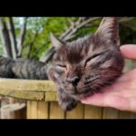 猫島にある無料路上猫カフェが癒やされすぎる(YouTube)