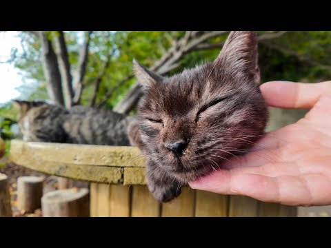 猫島にある無料路上猫カフェが癒やされすぎる(YouTube)