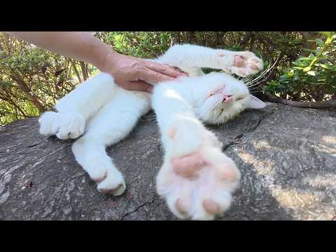 岩でくつろぐ白猫をモフっていたらスヤスヤと眠ってしまった(YouTube)