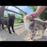 海辺の道を歩いていると、猫達が可愛い声で何か話し掛けていた(YouTube)