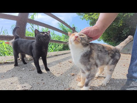 海辺の道を歩いていると、猫達が可愛い声で何か話し掛けていた(YouTube)