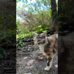 2025年10月10日(YouTube)