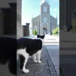 潜伏キリシタン猫!? 神聖すぎるミサへの道(YouTube)