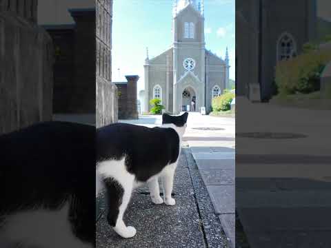 潜伏キリシタン猫!? 神聖すぎるミサへの道(YouTube)