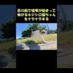 目の前で喧嘩が始まって怖がるキジシロ猫ちゃんをナデナデする #猫 #ねこ #cat(YouTube)