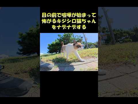 目の前で喧嘩が始まって怖がるキジシロ猫ちゃんをナデナデする #猫 #ねこ #cat(YouTube)