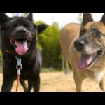 【シン】ややこしい人達結成計画！家族親戚を噛んでしまった甲斐犬＋シェパードMIXの場合(YouTube)