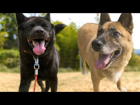 【シン】ややこしい人達結成計画！家族親戚を噛んでしまった甲斐犬＋シェパードMIXの場合(YouTube)