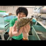 珍しいカメの繁殖をしている方の飼育場に行ってみると…凄いことが決まりました(YouTube)