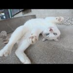 島の路地裏へ行ったら、人見知りの猫ちゃん達がパニックになった(YouTube)