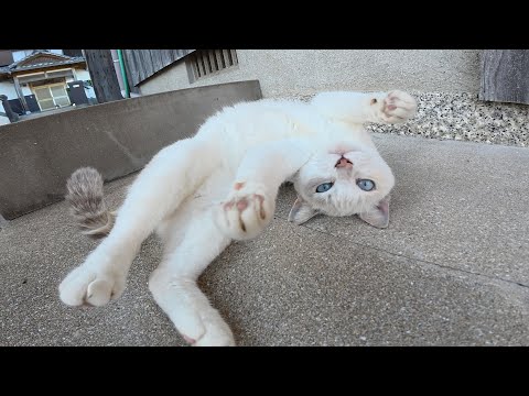 島の路地裏へ行ったら、人見知りの猫ちゃん達がパニックになった(YouTube)