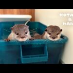 これがカワウソ達のリアルなお風呂ルーティン　Otters’ PRODUCTIVE and AESTHETIC Bath Routine(YouTube)
