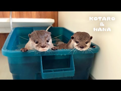 これがカワウソ達のリアルなお風呂ルーティン　Otters’ PRODUCTIVE and AESTHETIC Bath Routine(YouTube)