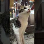 夜の繁華街の猫(YouTube)