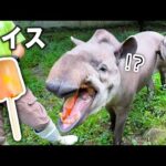 アイスが冷たいと知らずに丸ごと食べちゃったブラジルバクの反応はこちらです(YouTube)