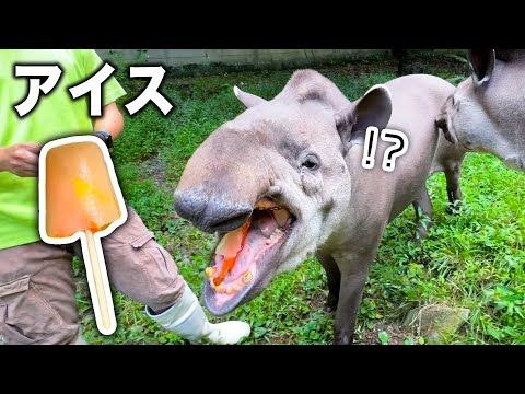 アイスが冷たいと知らずに丸ごと食べちゃったブラジルバクの反応はこちらです(YouTube)