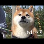 柴犬ハチ、散歩中のまさかの出会いにこの表情。(YouTube)