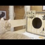 「この箱に入る？」考え事をしていたら三度も水を飲んでしまった猫(YouTube)