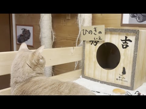 「この箱に入る？」考え事をしていたら三度も水を飲んでしまった猫(YouTube)