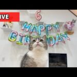 【祝】もちの6歳のお誕生日ライブ🎊🎂(YouTube)
