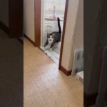 開けっ放しやで(YouTube)