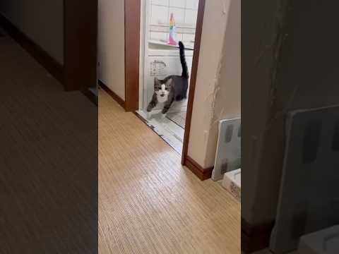 開けっ放しやで(YouTube)