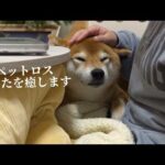 ペットロスを癒してくれる柴犬と猫…その愛に心震える。(YouTube)