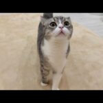 震度1の地震でも怖くてこっちに逃げてきたビビりな猫が可愛すぎました…(YouTube)