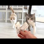 おやつだと思って大喜びで走ってきたら薬だったときの猫たちの反応が可愛すぎましたw(YouTube)