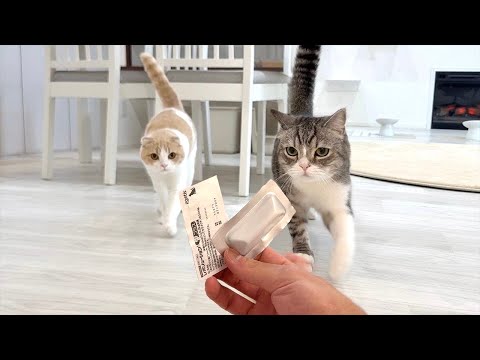 おやつだと思って大喜びで走ってきたら薬だったときの猫たちの反応が可愛すぎましたw(YouTube)