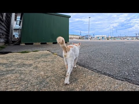 漁港のパトロールを終えた島の猫、仲間が集まるカフェへ向かう🐾☕(YouTube)