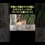 可愛い子猫がママの隣にピタリとくっついてウトウトと眠りにつく #猫 #ねこ #cat(YouTube)
