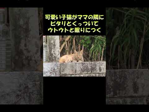 可愛い子猫がママの隣にピタリとくっついてウトウトと眠りにつく #猫 #ねこ #cat(YouTube)
