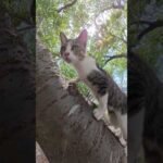 黒子猫が先輩猫から木登りを学ぶ #猫 #ねこ #cat(YouTube)