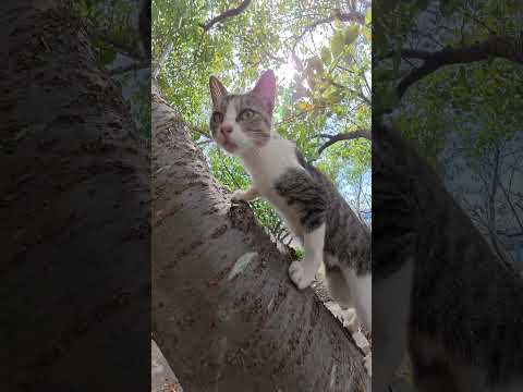 黒子猫が先輩猫から木登りを学ぶ #猫 #ねこ #cat(YouTube)