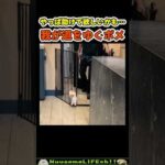 そこから出るんかーい😂【犬】#犬 #dog(YouTube)