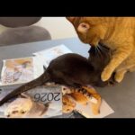 【告知】2026年カレンダーがAmazon楽天でも販売開始されました！【宣伝】2026 calendar is now available on Amazon and other retailers(YouTube)