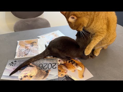 【告知】2026年カレンダーがAmazon楽天でも販売開始されました！【宣伝】2026 calendar is now available on Amazon and other retailers(YouTube)