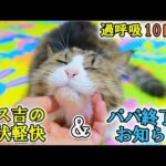 ボス吉の膀胱炎症状、抗生剤の効果がハッキリと表れ始めました💊(YouTube)