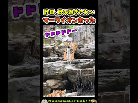 よく見たらマーライオンだった😂【おもしろ動物】 #funny(YouTube)