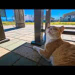 猫島のフェリー乗り場の東屋が完全に猫の集会所(YouTube)