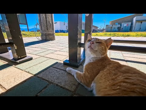 猫島のフェリー乗り場の東屋が完全に猫の集会所(YouTube)